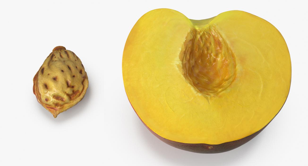 3D Half of Peach with Seed model