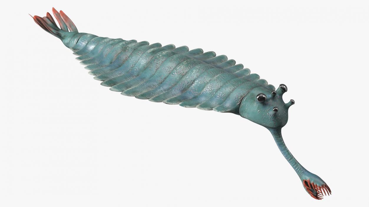 Green Opabinia 3D model