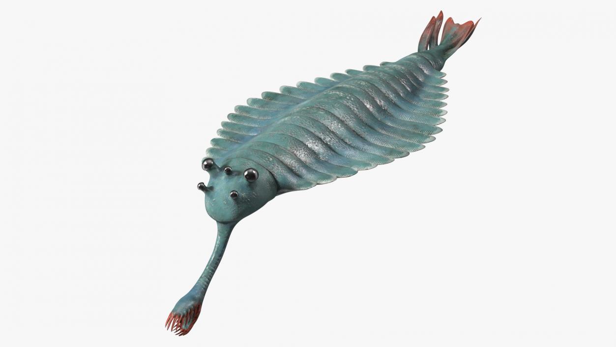 Green Opabinia 3D model