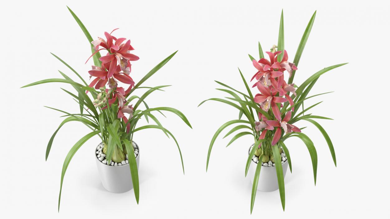 3D Pink Orchid Flower Pot Fur