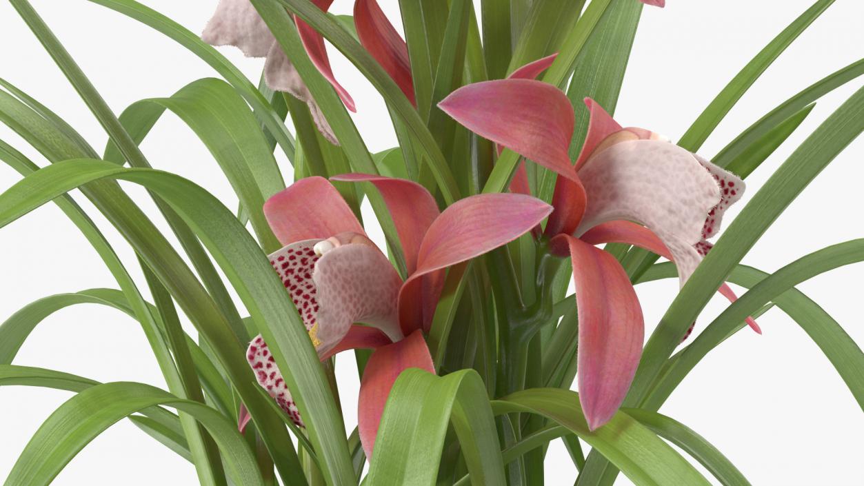 3D Pink Orchid Flower Pot Fur