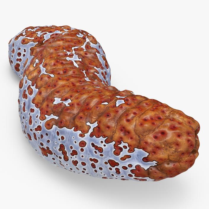 3D Sea Cucumber Red Rigged model