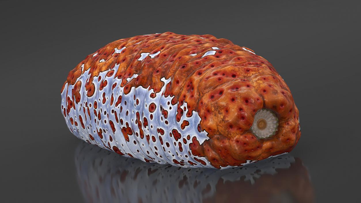 3D Sea Cucumber Red Rigged model