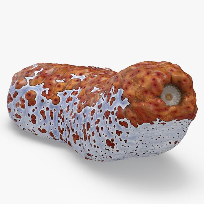 3D Sea Cucumber Red Rigged model