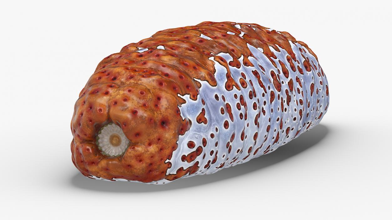 3D Sea Cucumber Red Rigged model