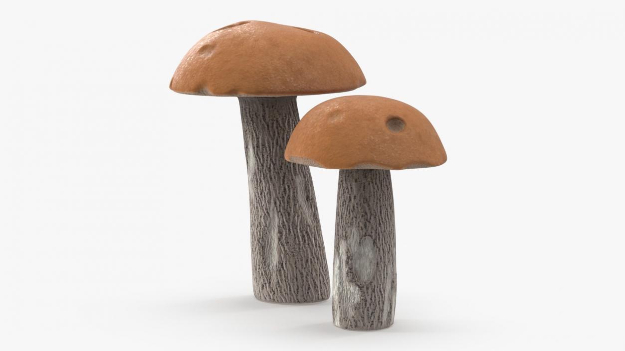 Edible Mushrooms Collection 4 3D model