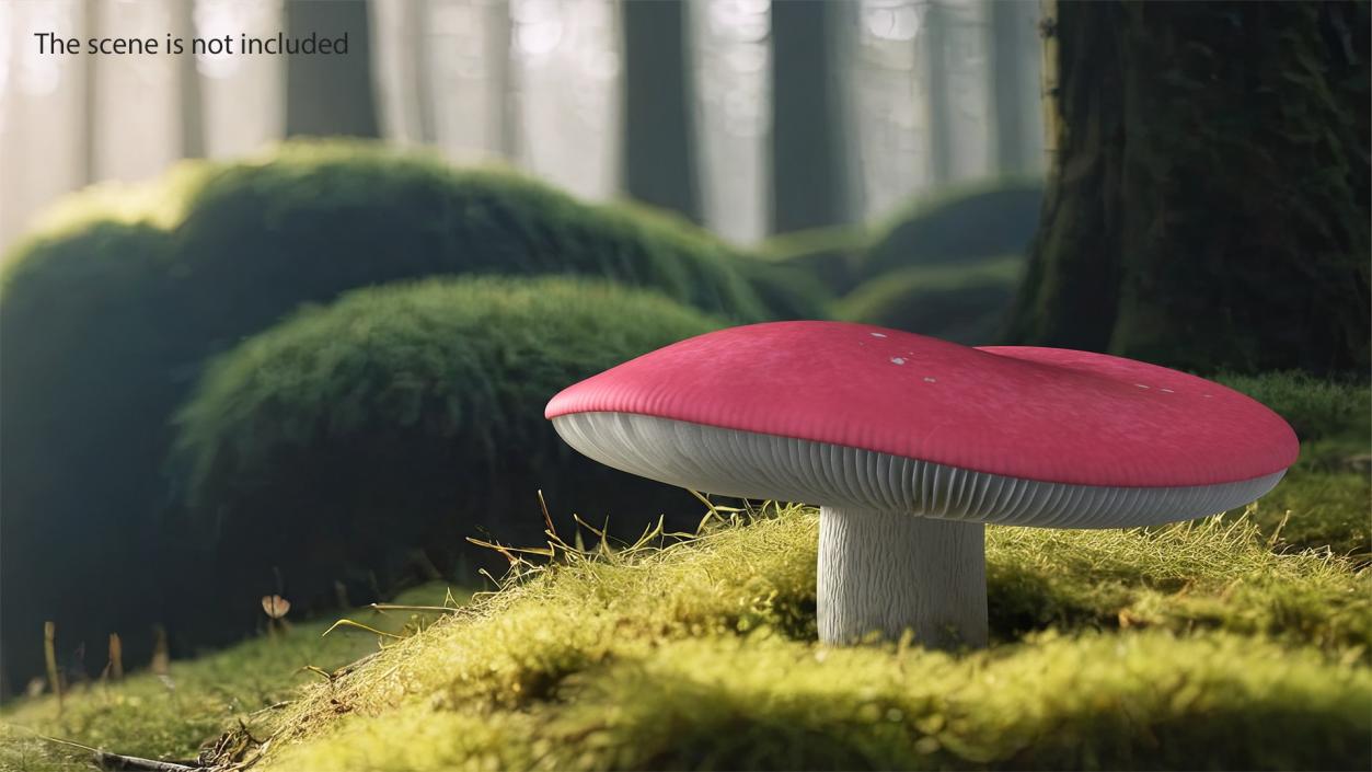 Edible Mushrooms Collection 4 3D model