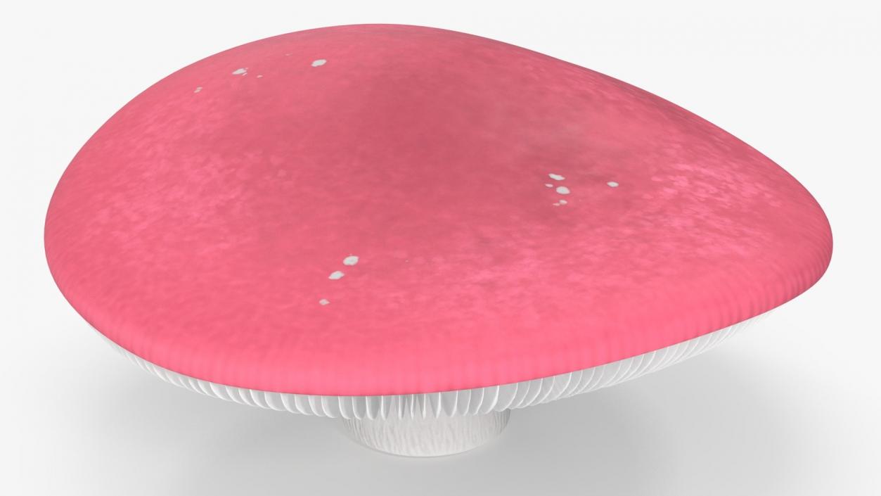 Edible Mushrooms Collection 4 3D model