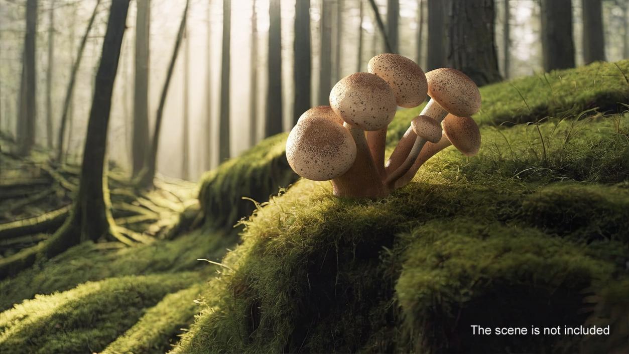 Edible Mushrooms Collection 4 3D model