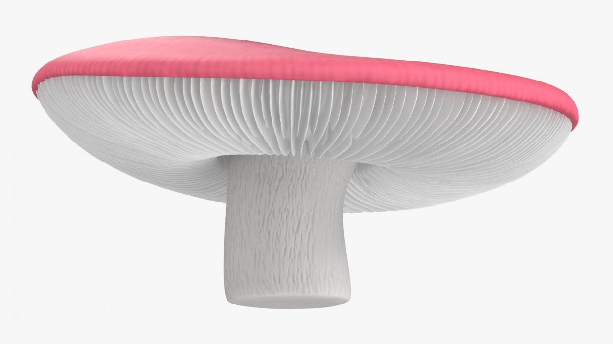 Edible Mushrooms Collection 4 3D model