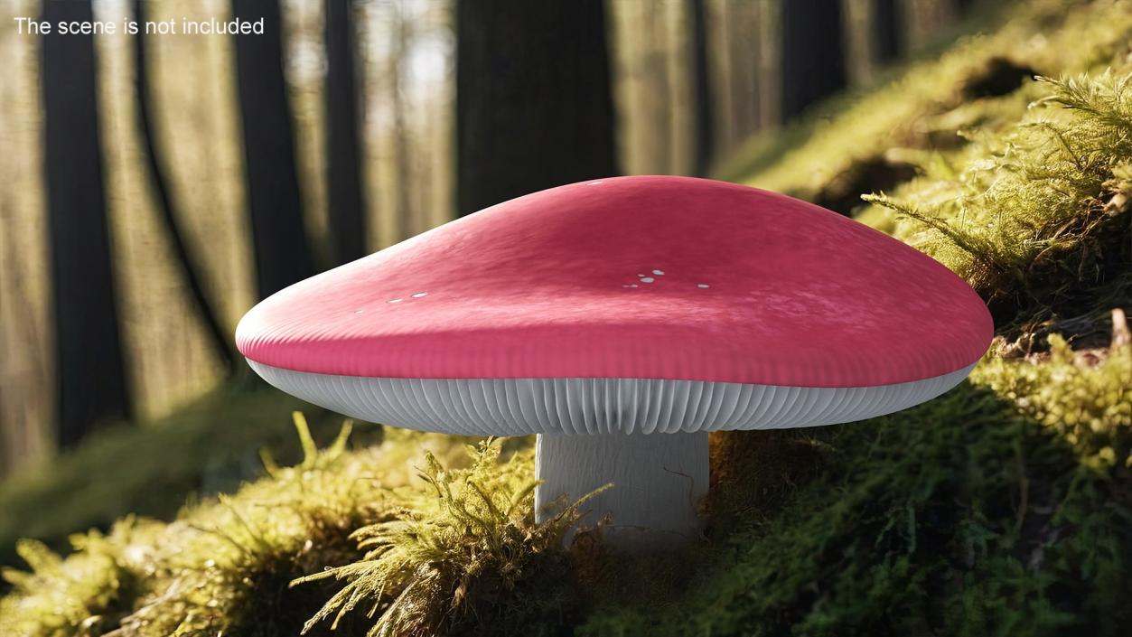 Edible Mushrooms Collection 4 3D model