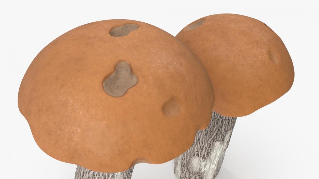 Edible Mushrooms Collection 4 3D model