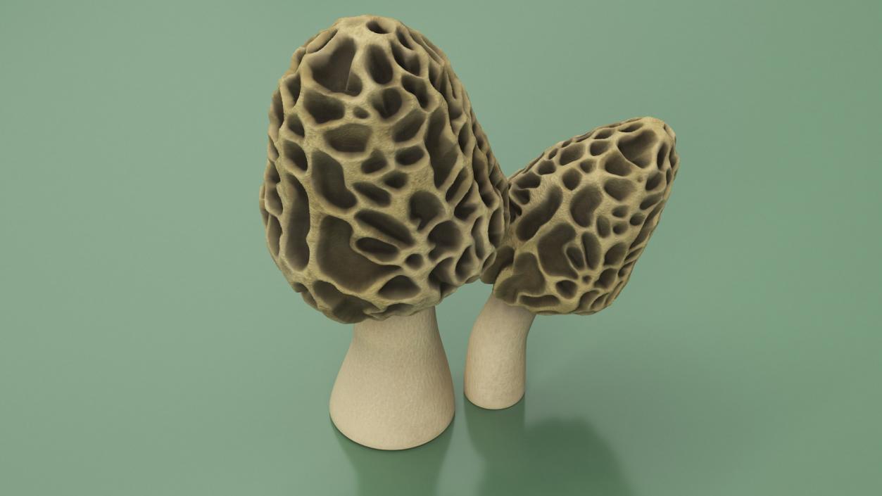 Edible Mushrooms Collection 4 3D model