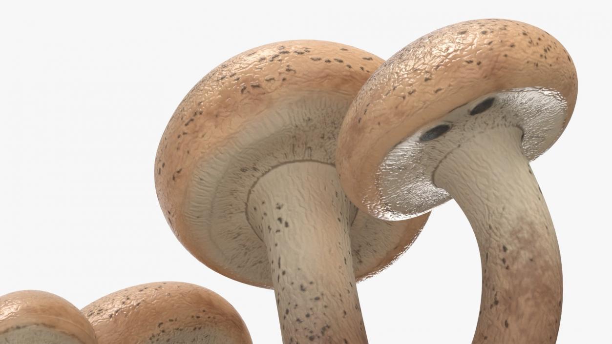 Edible Mushrooms Collection 4 3D model