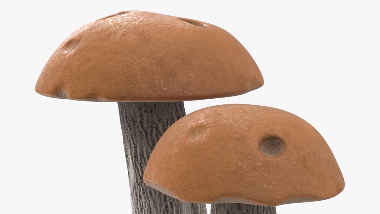 Edible Mushrooms Collection 4 3D model