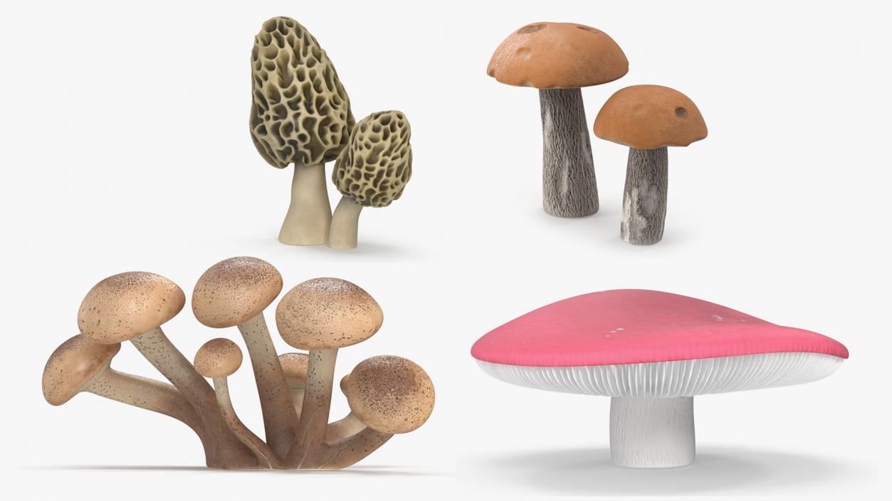 Edible Mushrooms Collection 4 3D model