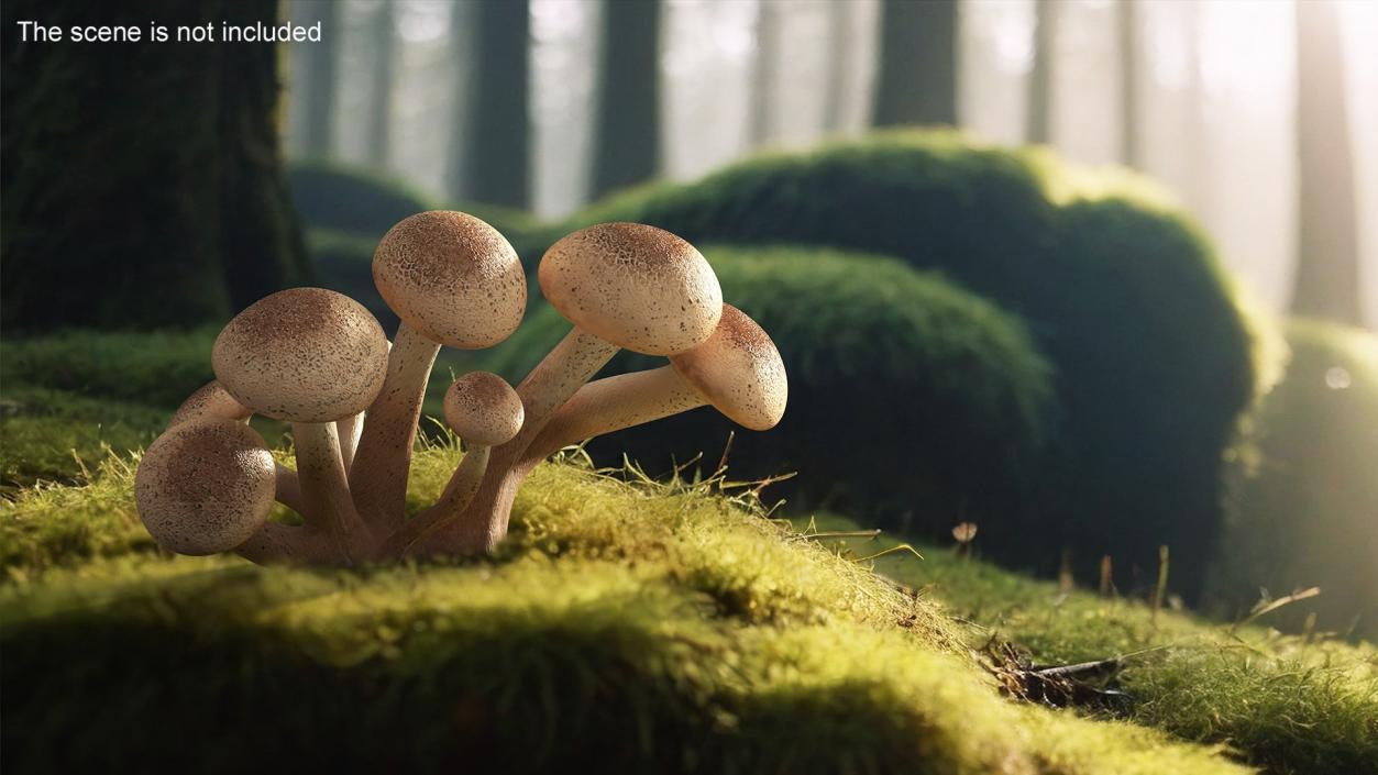 Edible Mushrooms Collection 4 3D model