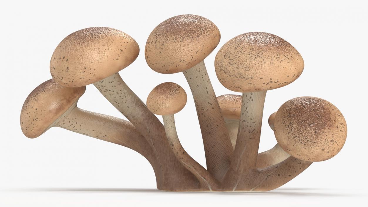 Edible Mushrooms Collection 4 3D model