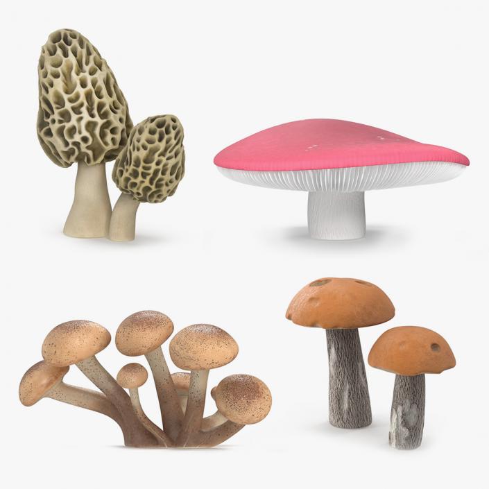 Edible Mushrooms Collection 4 3D model