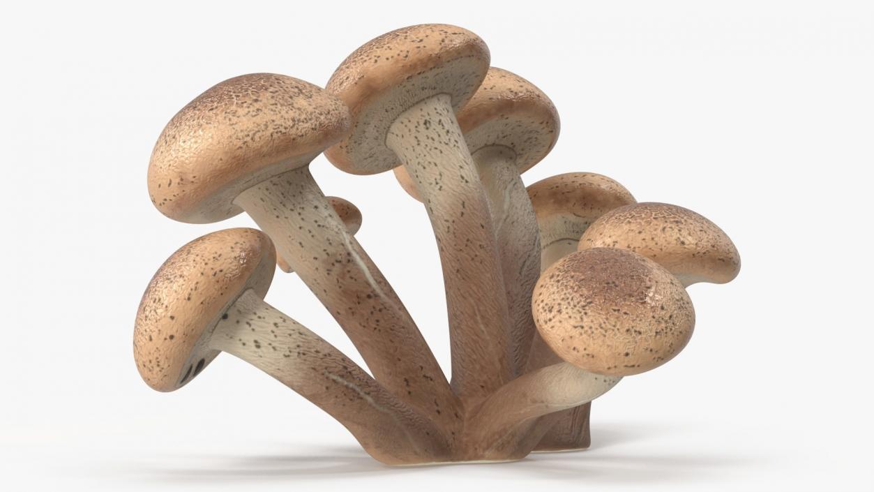 Edible Mushrooms Collection 4 3D model