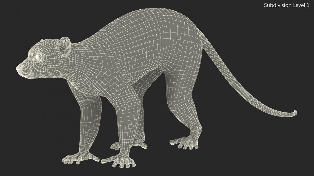 3D Grey Lemur Walking model