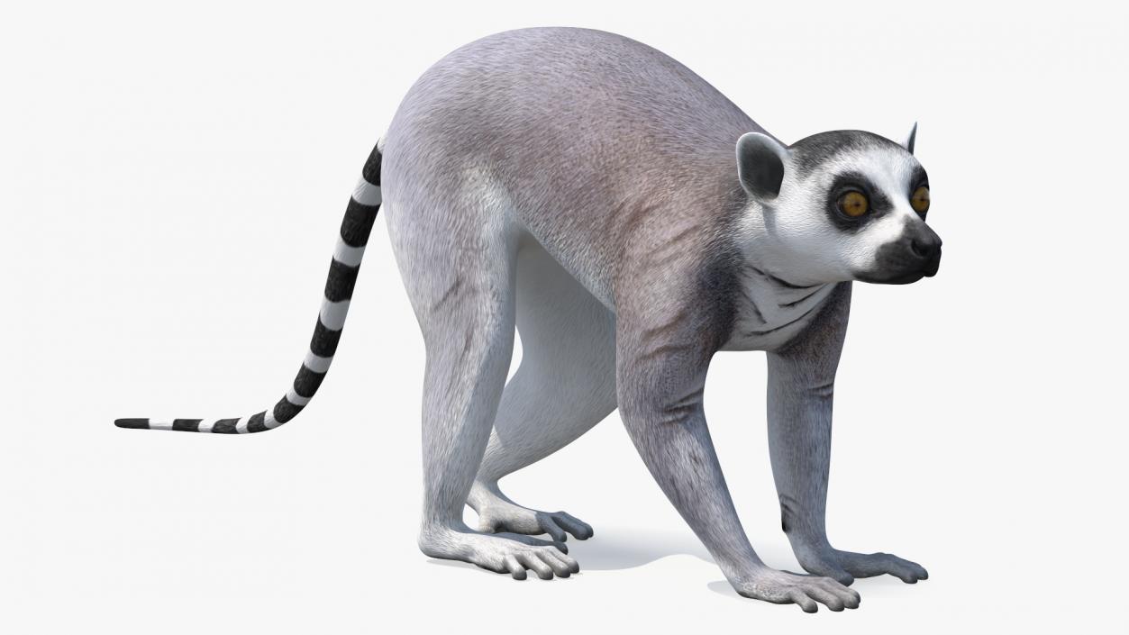 3D Grey Lemur Walking model