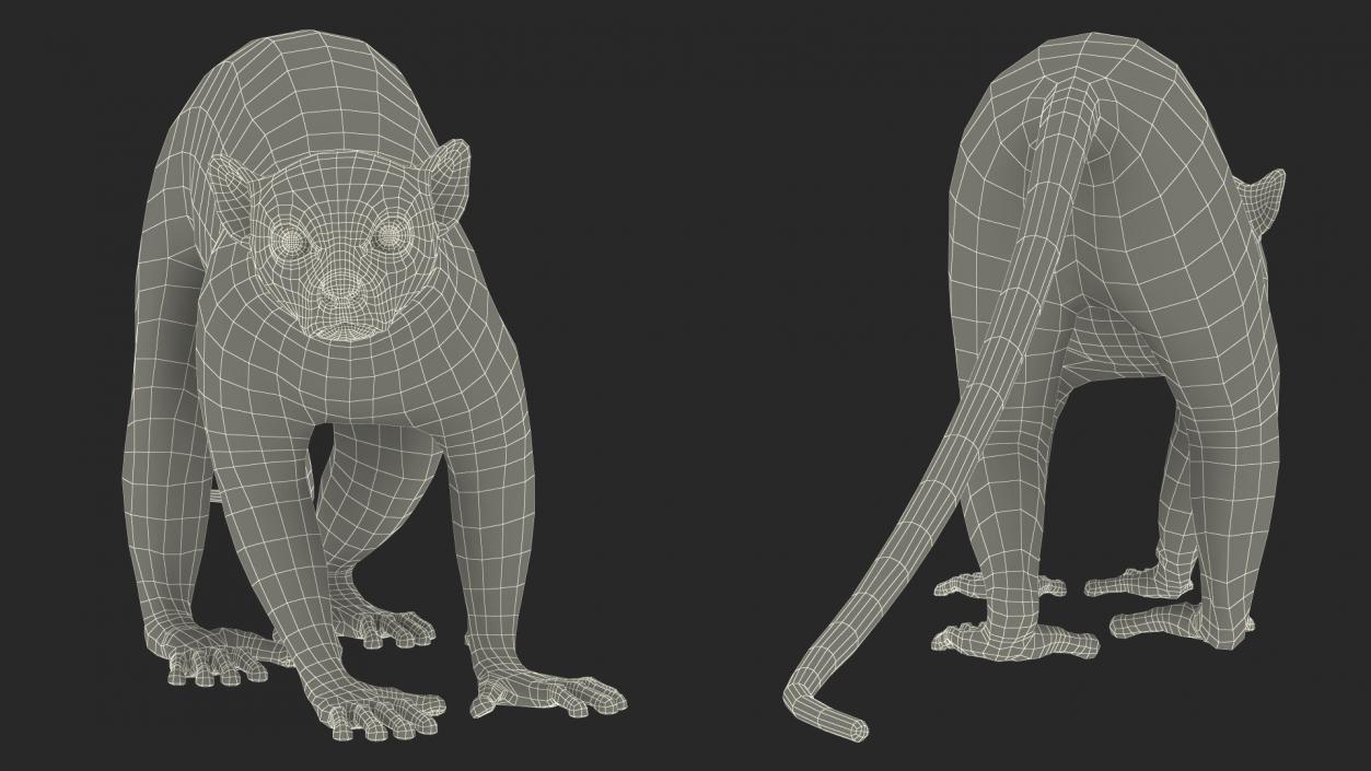 3D Grey Lemur Walking model