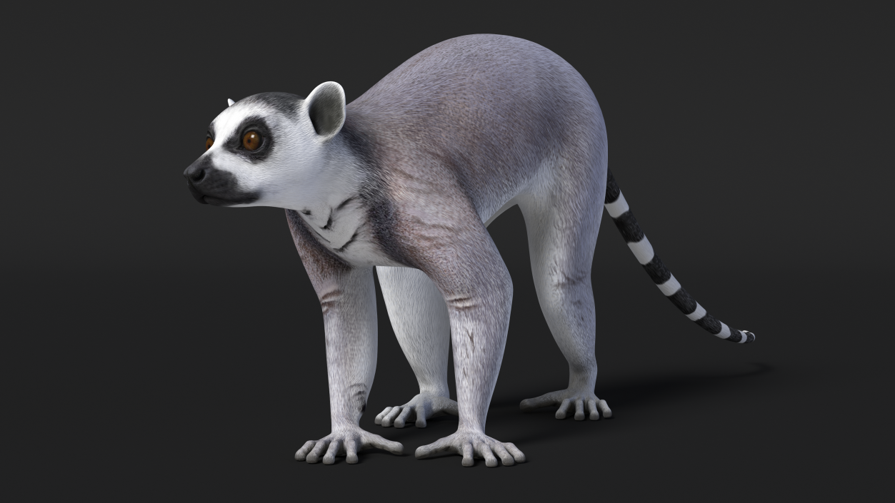 3D Grey Lemur Walking model