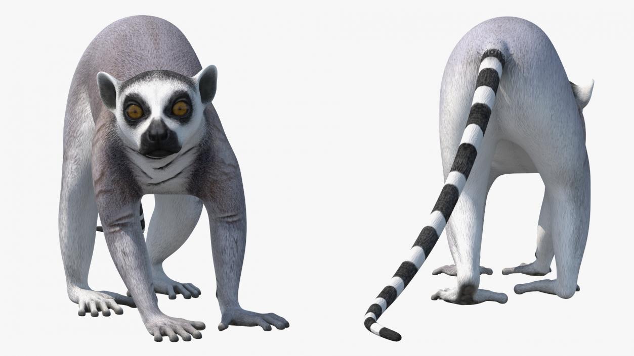 3D Grey Lemur Walking model