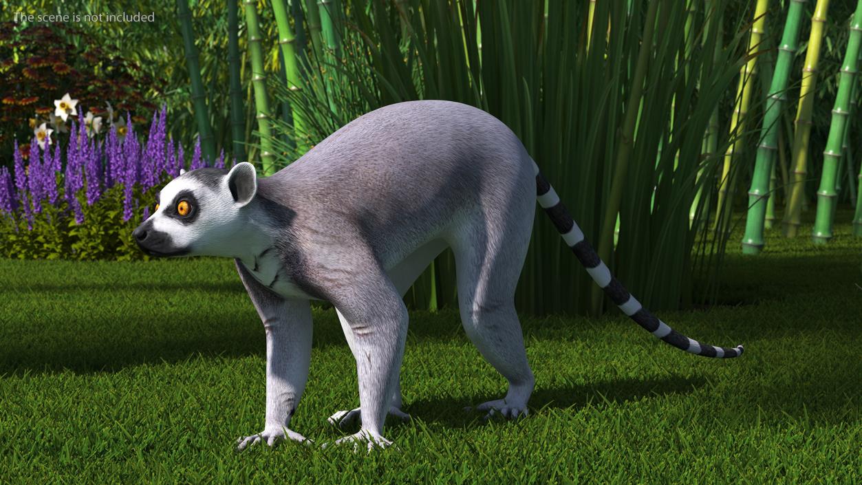 3D Grey Lemur Walking model