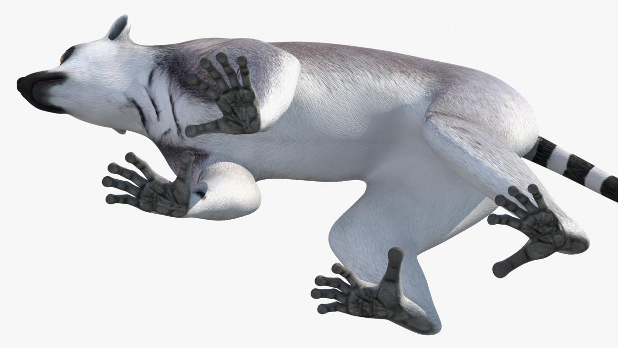 3D Grey Lemur Walking model