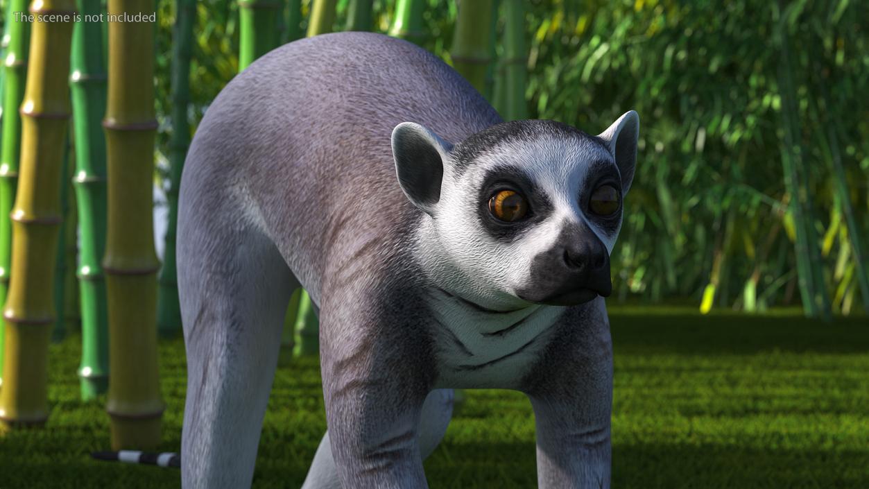 3D Grey Lemur Walking model