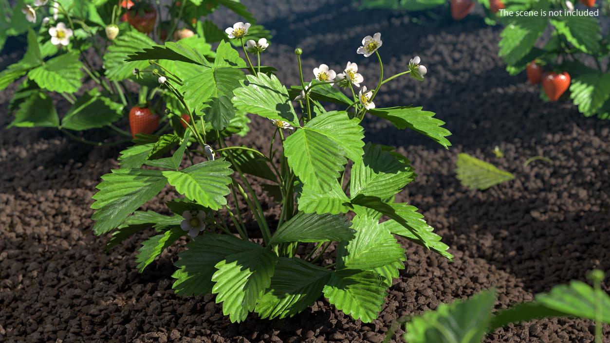 3D model Garden Strawberry Plant with Flowers Set