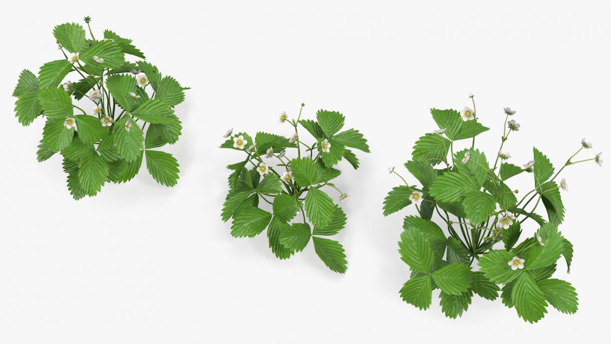 3D model Garden Strawberry Plant with Flowers Set