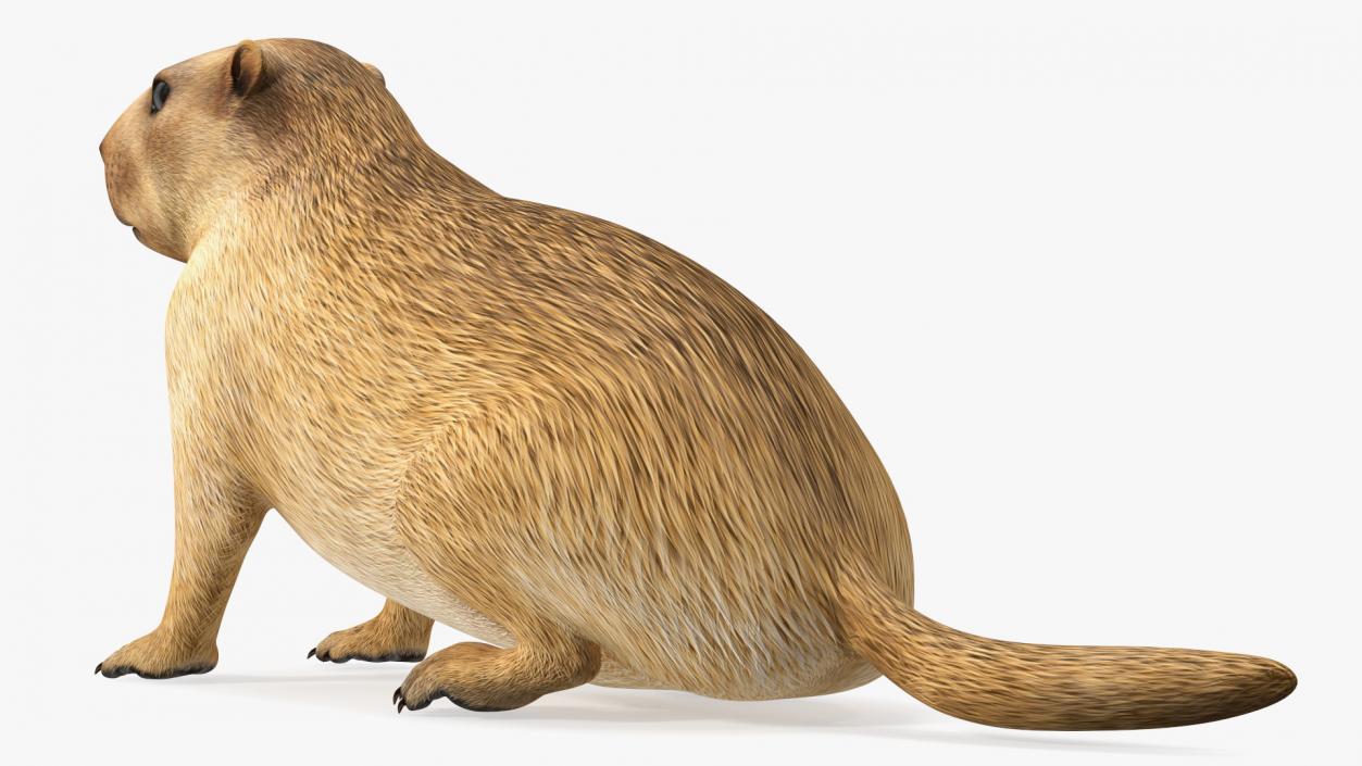 3D Sitting Ground Squirrel model