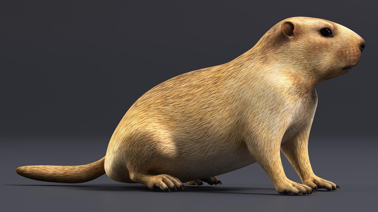 3D Sitting Ground Squirrel model