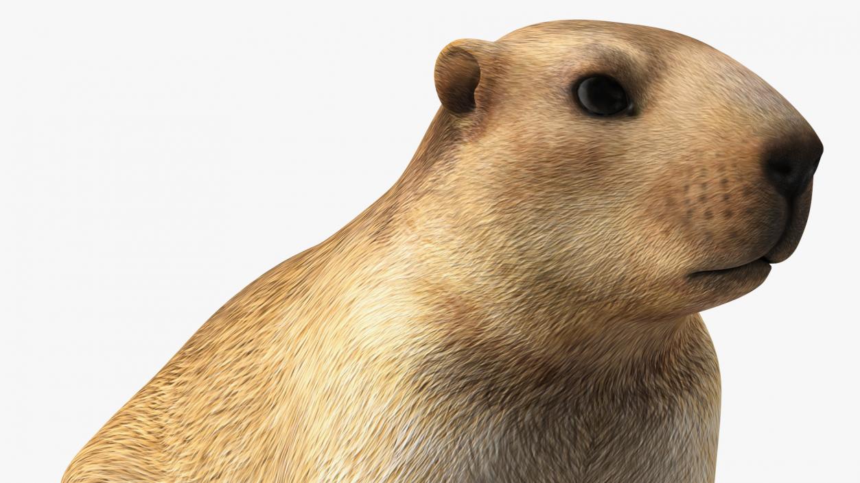 3D Sitting Ground Squirrel model