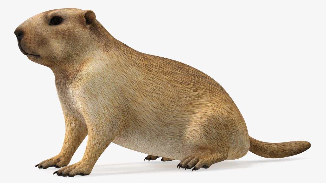 3D Sitting Ground Squirrel model