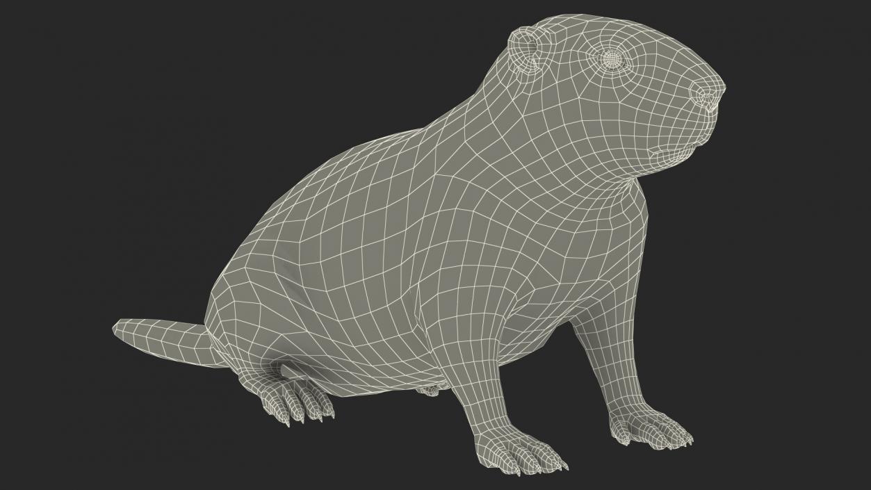 3D Sitting Ground Squirrel model