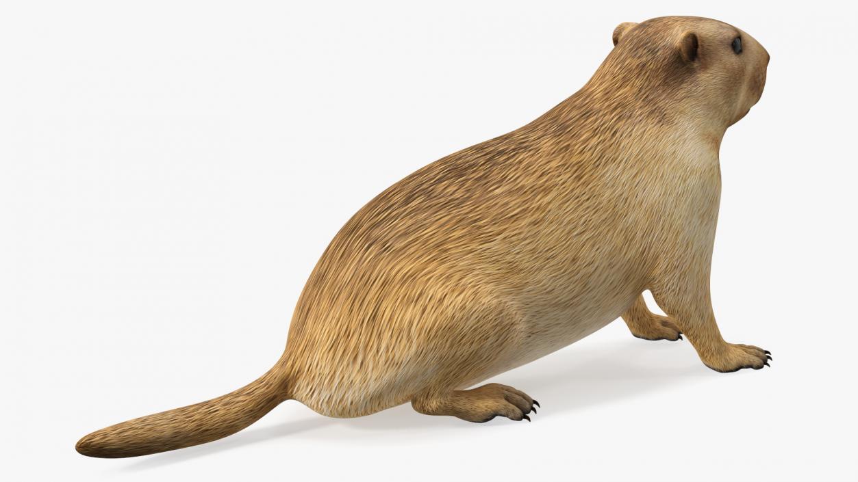 3D Sitting Ground Squirrel model