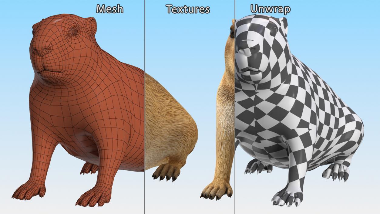 3D Sitting Ground Squirrel model