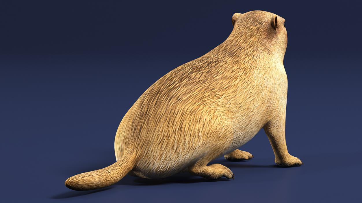 3D Sitting Ground Squirrel model