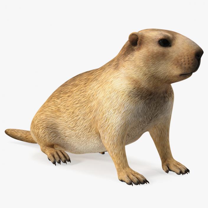 3D Sitting Ground Squirrel model