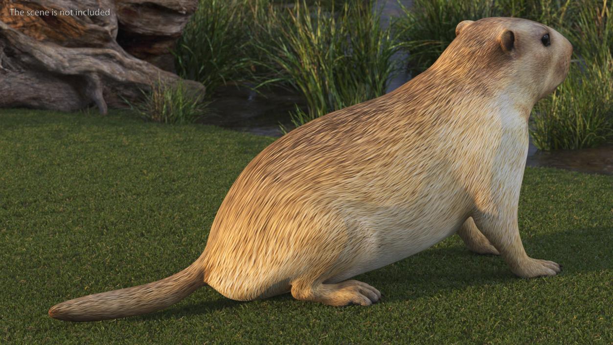 3D Sitting Ground Squirrel model