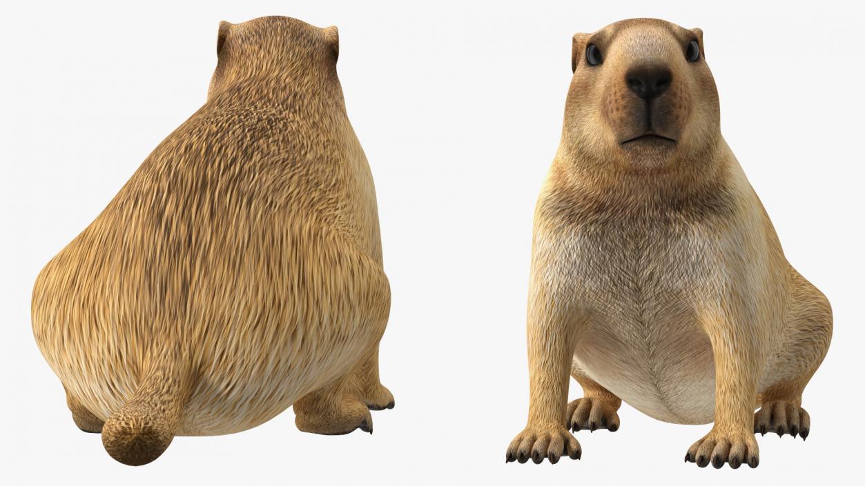 3D Sitting Ground Squirrel model