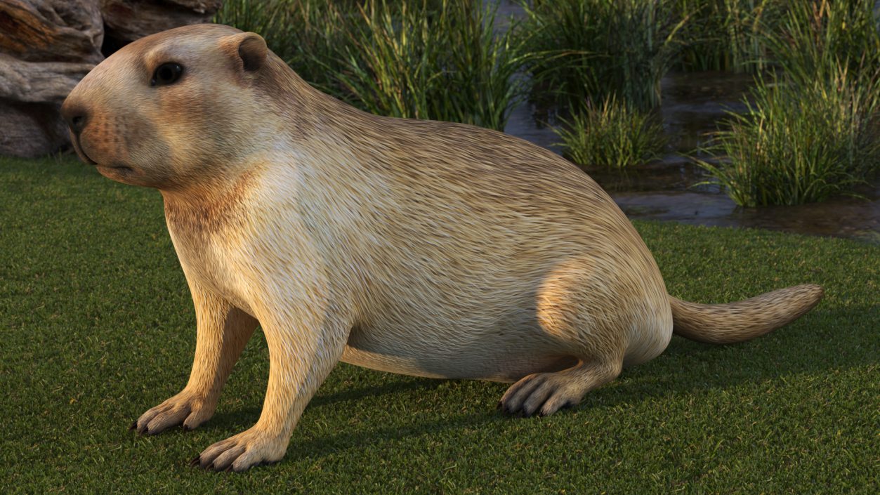 3D Sitting Ground Squirrel model