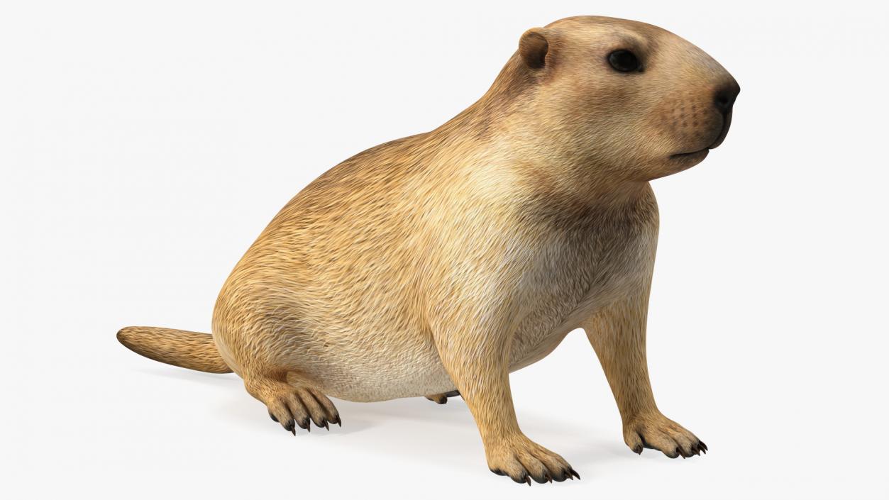 3D Sitting Ground Squirrel model