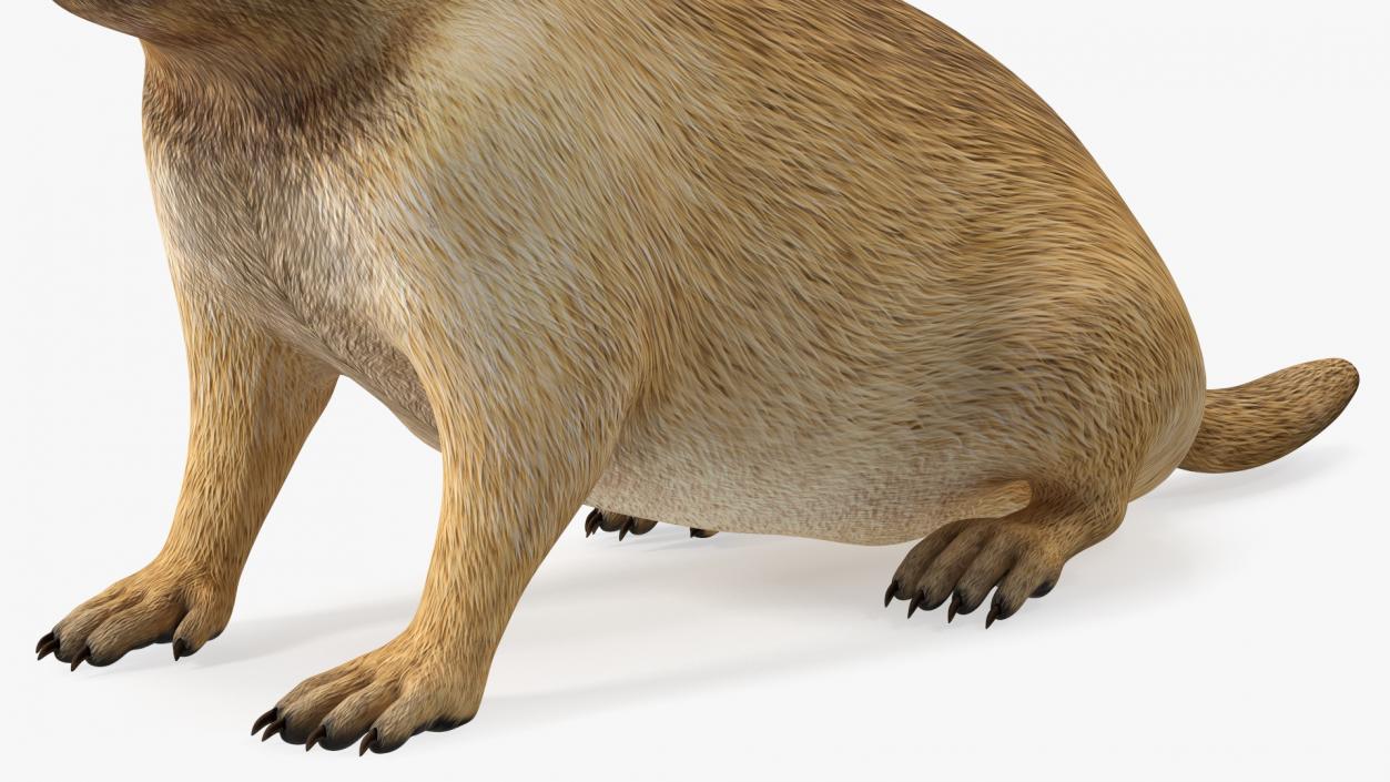 3D Sitting Ground Squirrel model