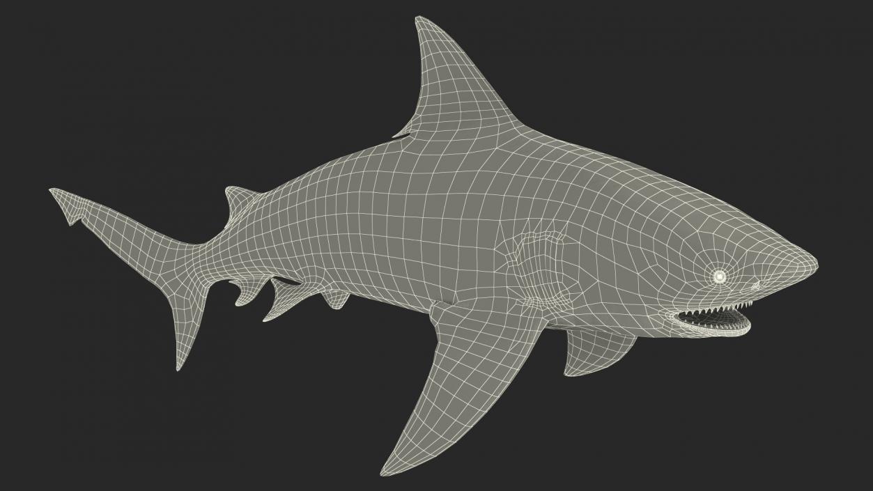 Realistic Bull Shark Rigged 3D