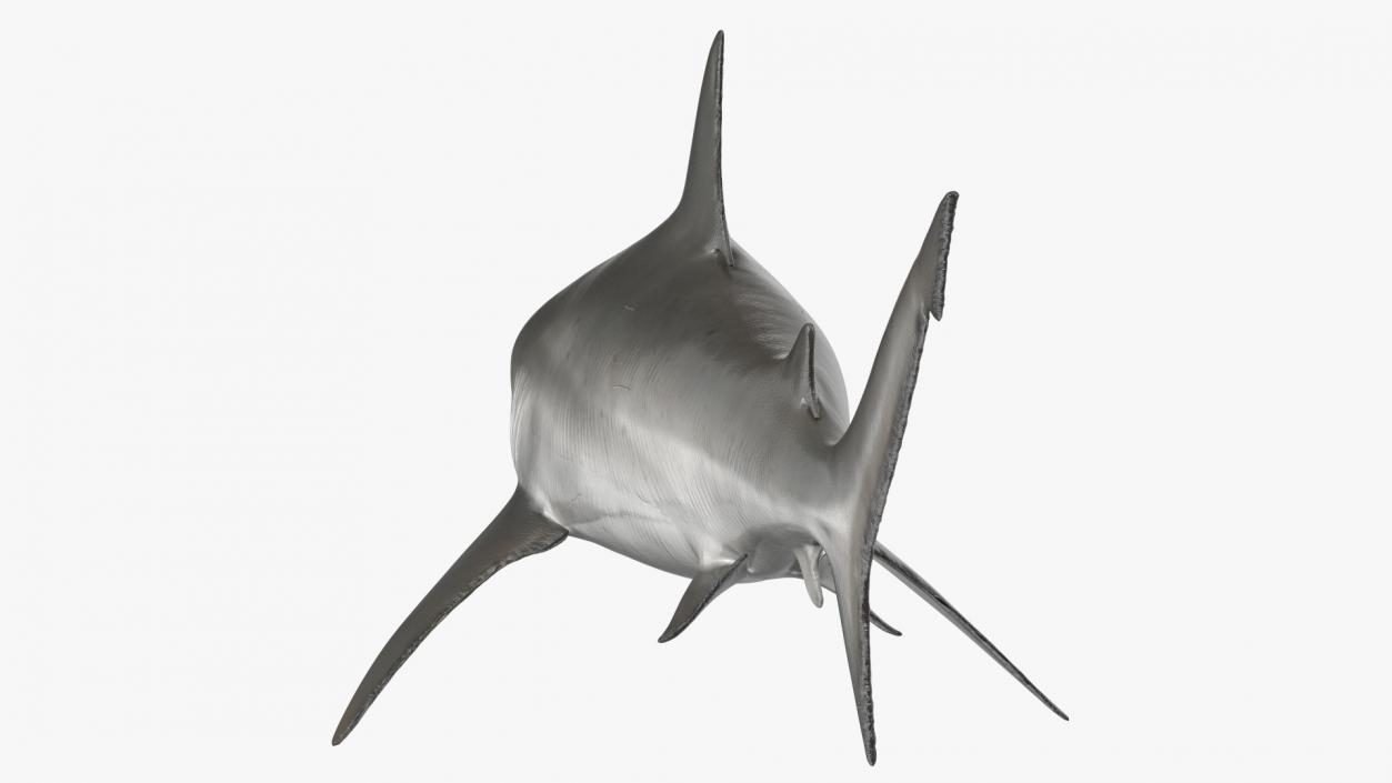 Realistic Bull Shark Rigged 3D